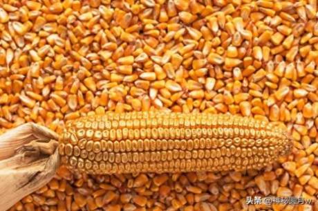 今年玉米市场前景如何?粮价有望上涨吗?
