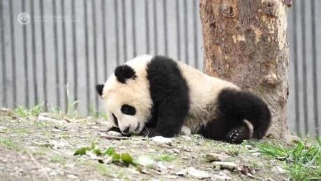 大熊猫青糍因疾病离世,愿其安息